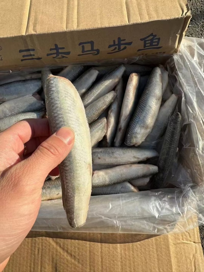 三去馬步魚